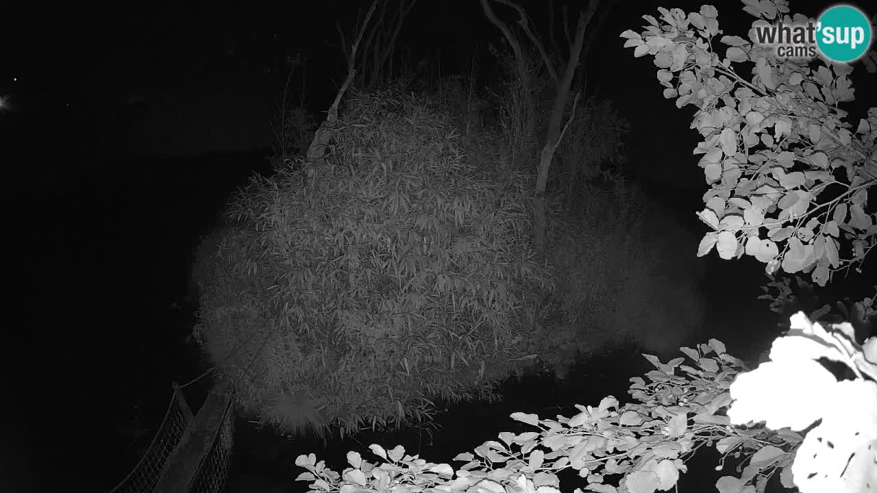 Yellow-cheeked gibbon Zoo Ljubljana livecam