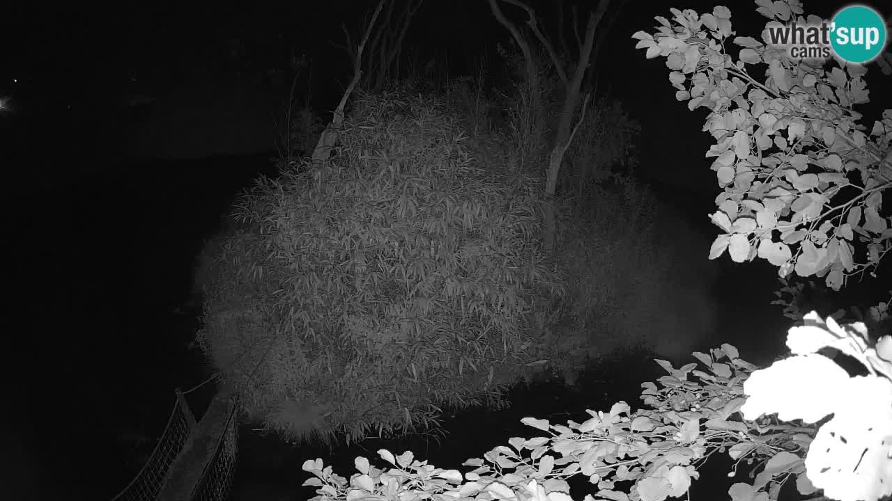Südlicher Gelbwangen-Schopfgibbon Zoo Ljubljana webcam