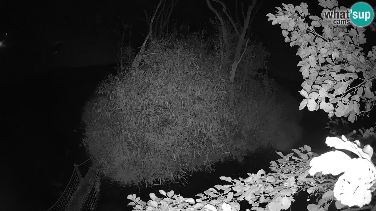 Südlicher Gelbwangen-Schopfgibbon Zoo Ljubljana webcam