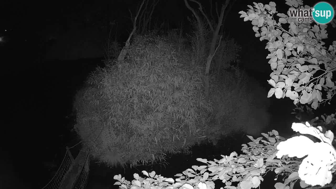 Südlicher Gelbwangen-Schopfgibbon Zoo Ljubljana webcam