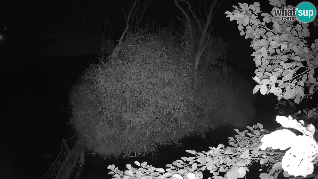 Gibon – Nomascus gabriellae – Zoo Ljubljana web kamera