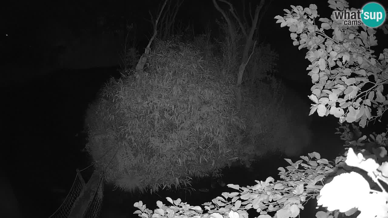 Gibbon à joues jaunes Zoo Ljubljana live cam