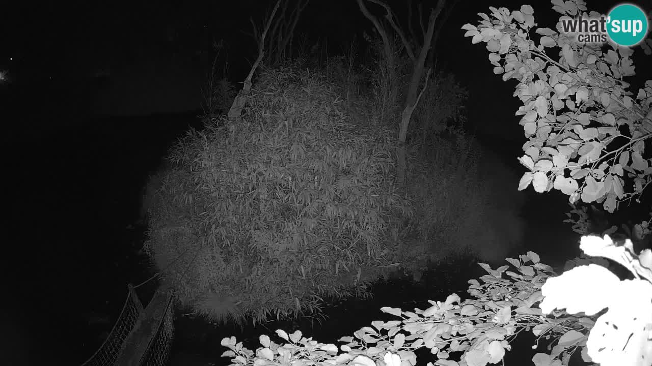 Südlicher Gelbwangen-Schopfgibbon Zoo Ljubljana webcam