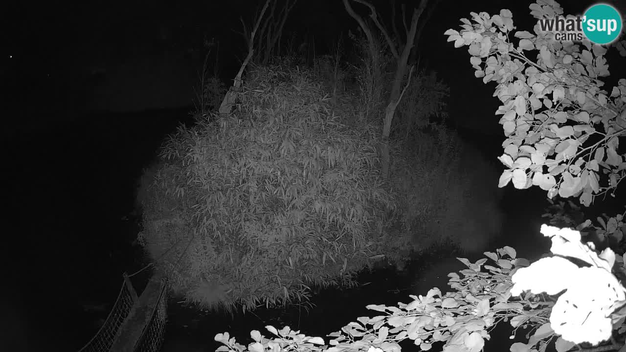 Gibon – Nomascus gabriellae – Zoo Ljubljana web kamera