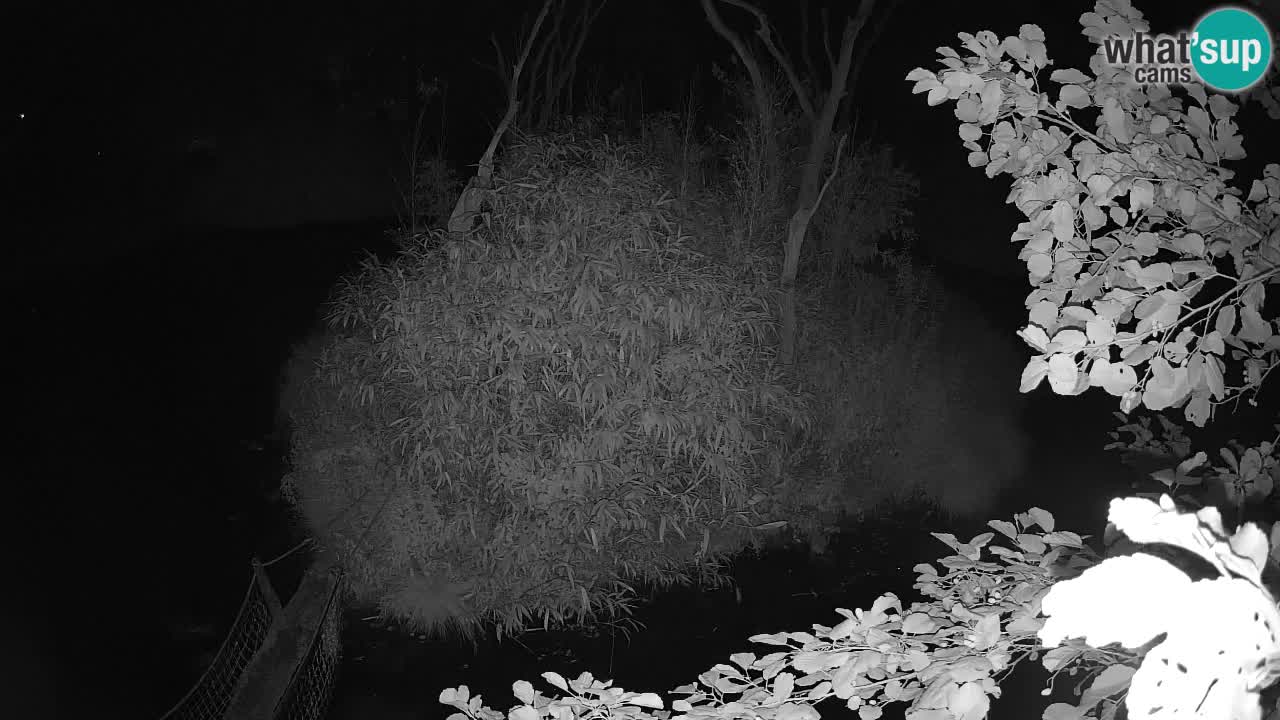 Gibbone dalle guance rosa nello ZOO di Ljubljana