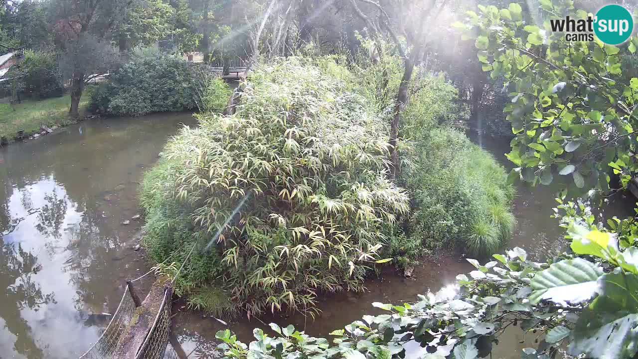 Yellow-cheeked gibbon Zoo Ljubljana livecam