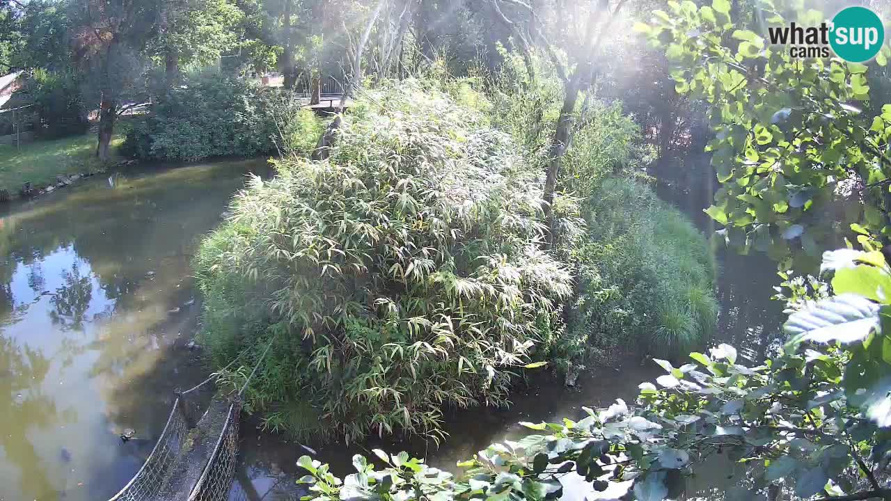 Yellow-cheeked gibbon Zoo Ljubljana livecam