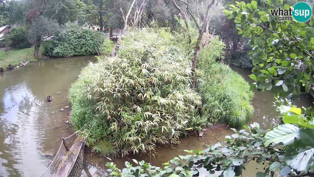 Yellow-cheeked gibbon Zoo Ljubljana livecam