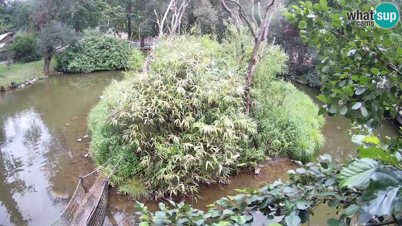 Südlicher Gelbwangen-Schopfgibbon Zoo Ljubljana webcam