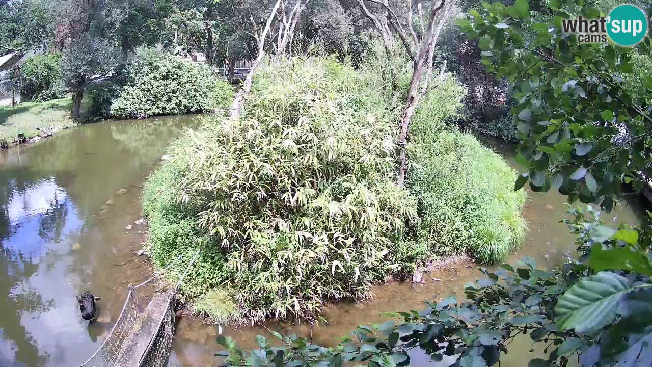 Südlicher Gelbwangen-Schopfgibbon Zoo Ljubljana webcam