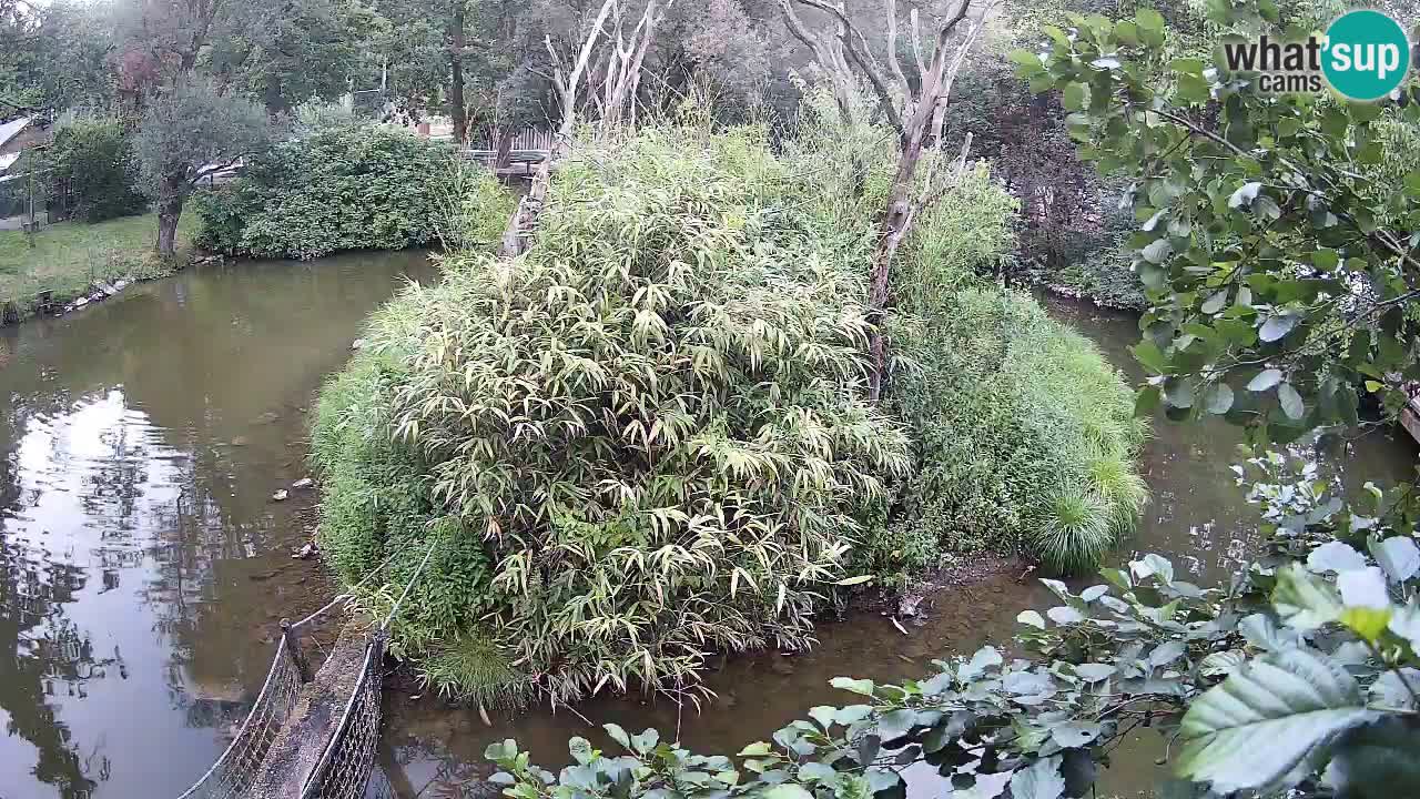 Yellow-cheeked gibbon Zoo Ljubljana livecam