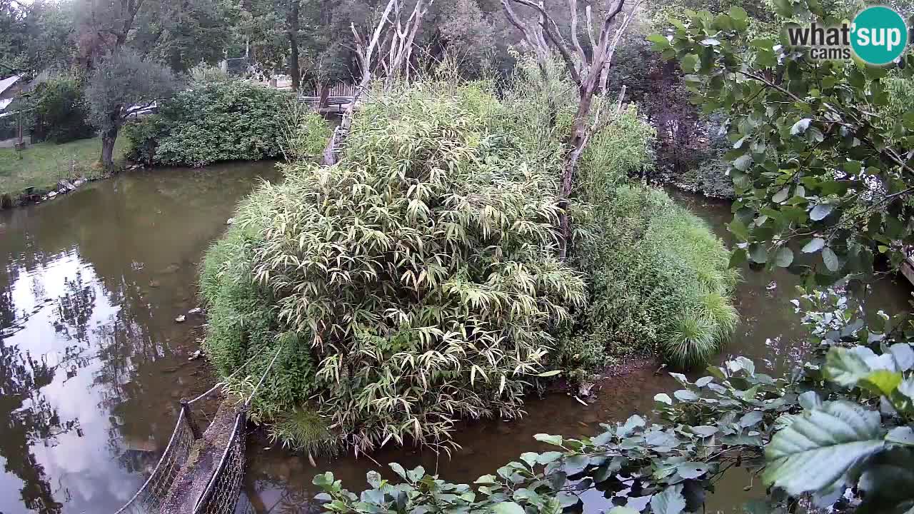 Yellow-cheeked gibbon Zoo Ljubljana livecam