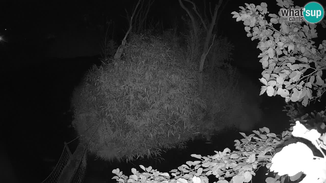 Yellow-cheeked gibbon Zoo Ljubljana livecam