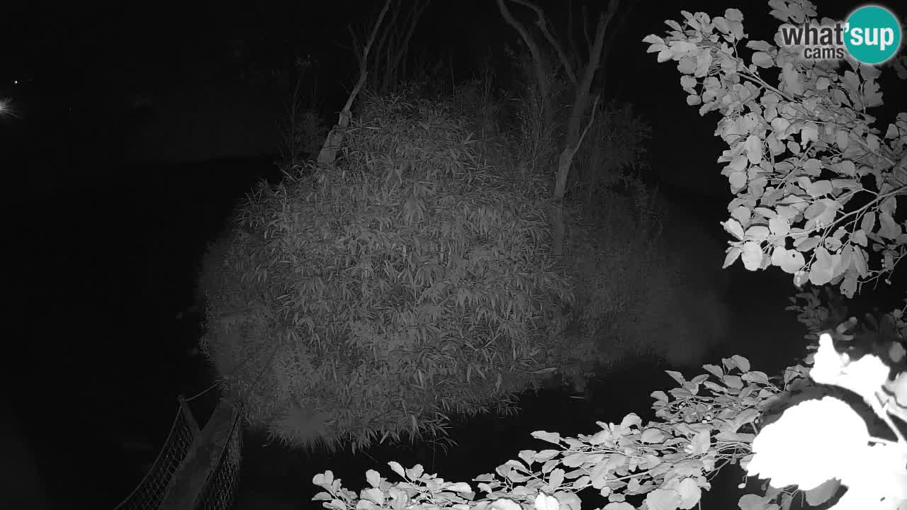 Yellow-cheeked gibbon Zoo Ljubljana livecam