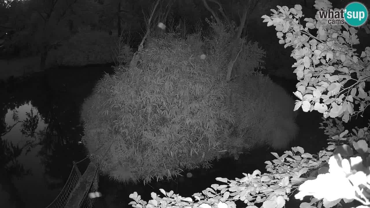 Yellow-cheeked gibbon Zoo Ljubljana livecam