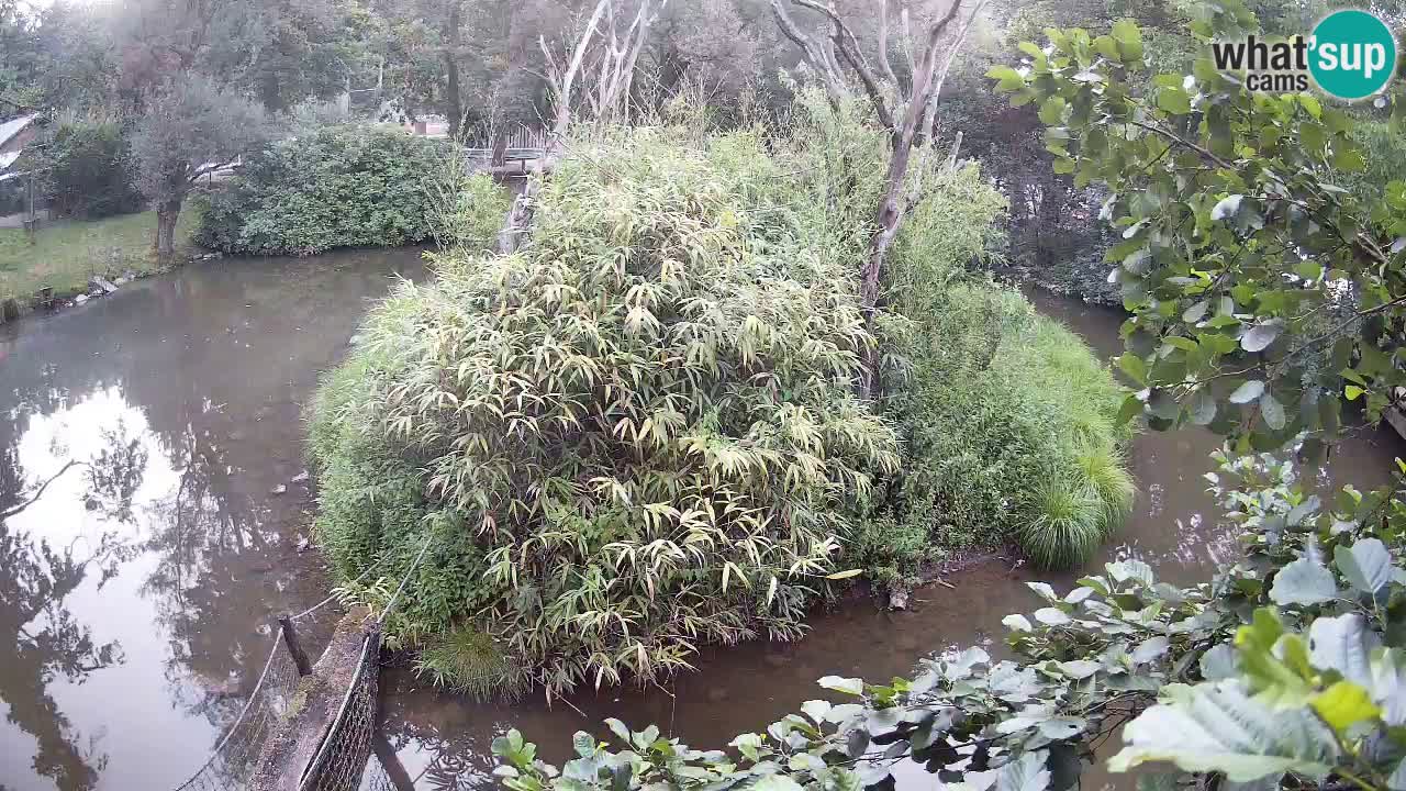 Yellow-cheeked gibbon Zoo Ljubljana livecam