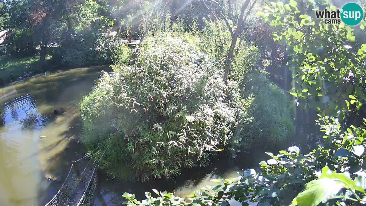 Gibon – Nomascus gabriellae – Zoo Ljubljana web kamera