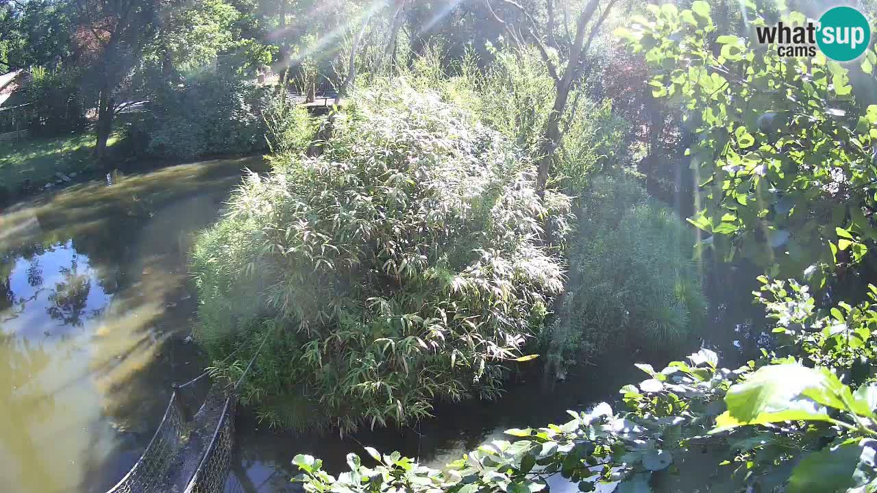 Südlicher Gelbwangen-Schopfgibbon Zoo Ljubljana webcam