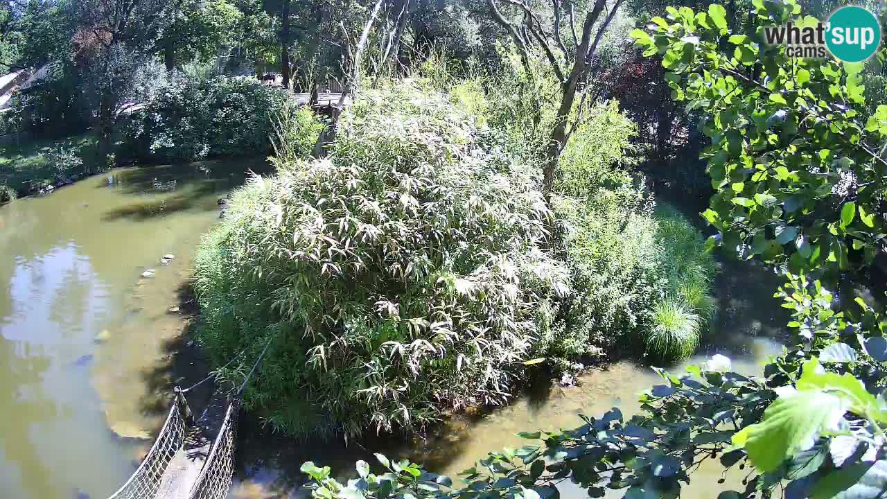 Gibbone dalle guance rosa nello ZOO di Ljubljana