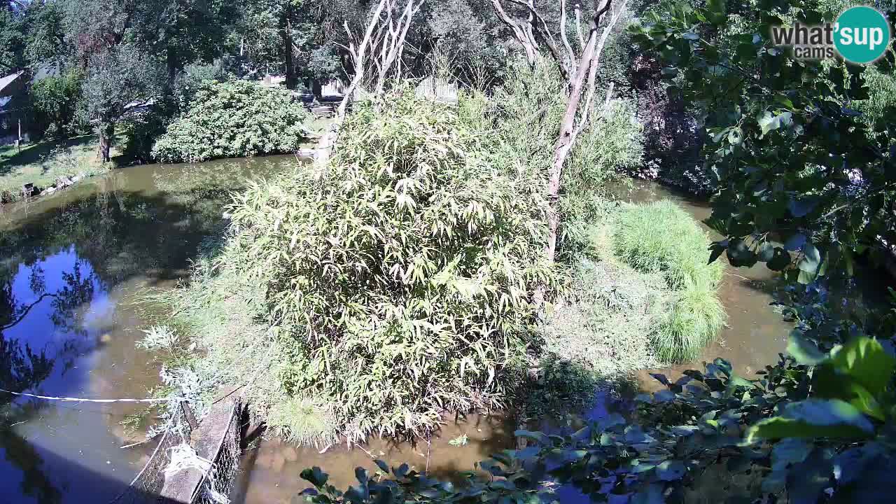 Yellow-cheeked gibbon Zoo Ljubljana livecam