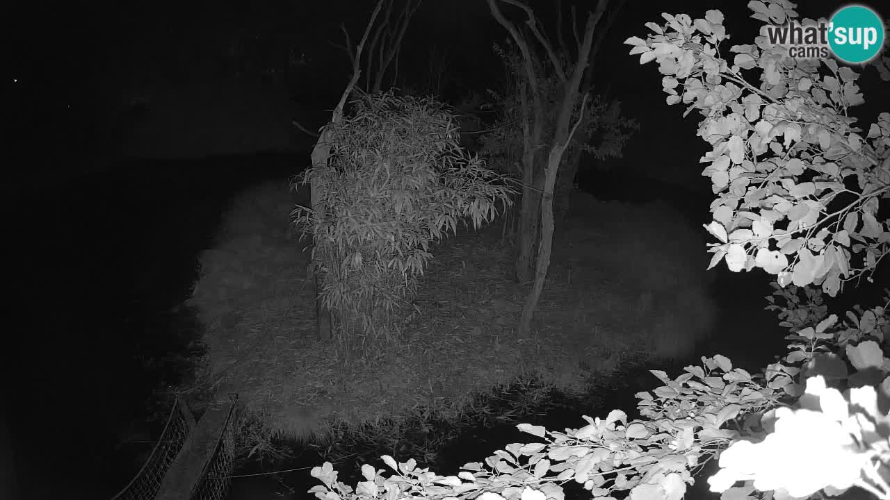 Südlicher Gelbwangen-Schopfgibbon Zoo Ljubljana webcam