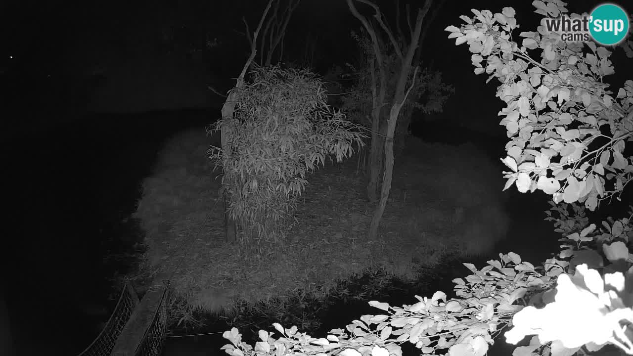 Gibbon à joues jaunes Zoo Ljubljana live cam