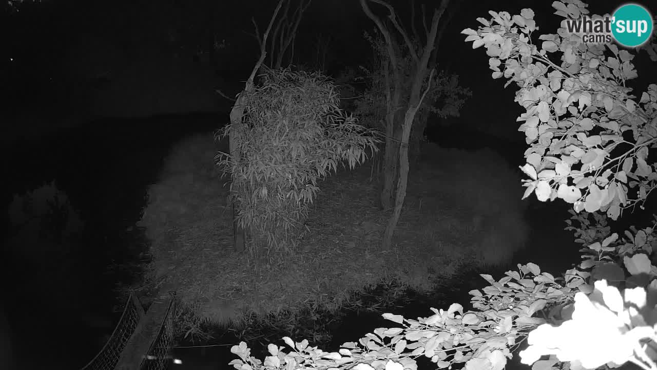 Gibbon à joues jaunes Zoo Ljubljana live cam