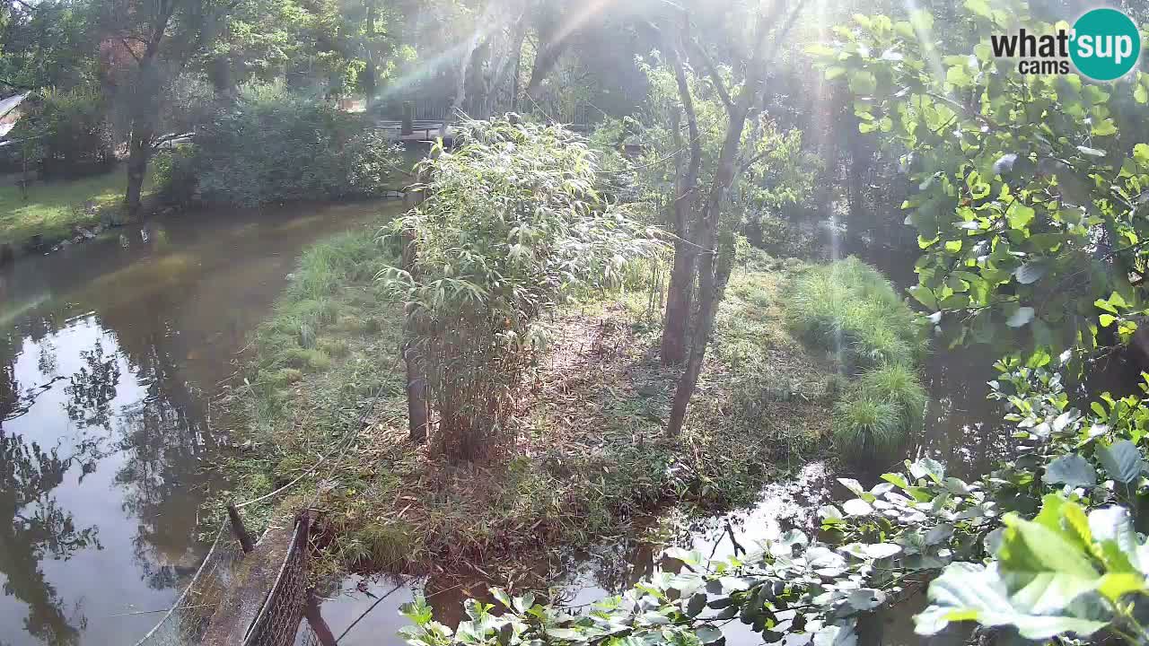 Yellow-cheeked gibbon Zoo Ljubljana livecam
