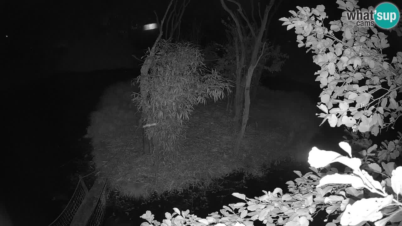 Yellow-cheeked gibbon Zoo Ljubljana livecam