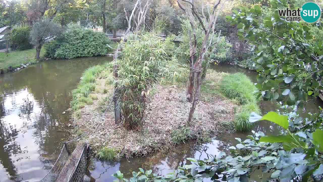 Südlicher Gelbwangen-Schopfgibbon Zoo Ljubljana webcam