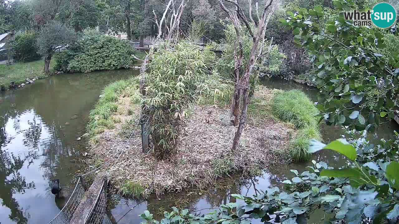 Südlicher Gelbwangen-Schopfgibbon Zoo Ljubljana webcam