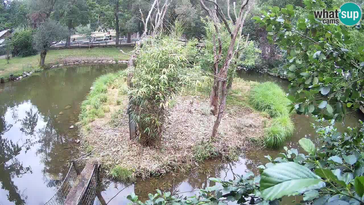 Südlicher Gelbwangen-Schopfgibbon Zoo Ljubljana webcam