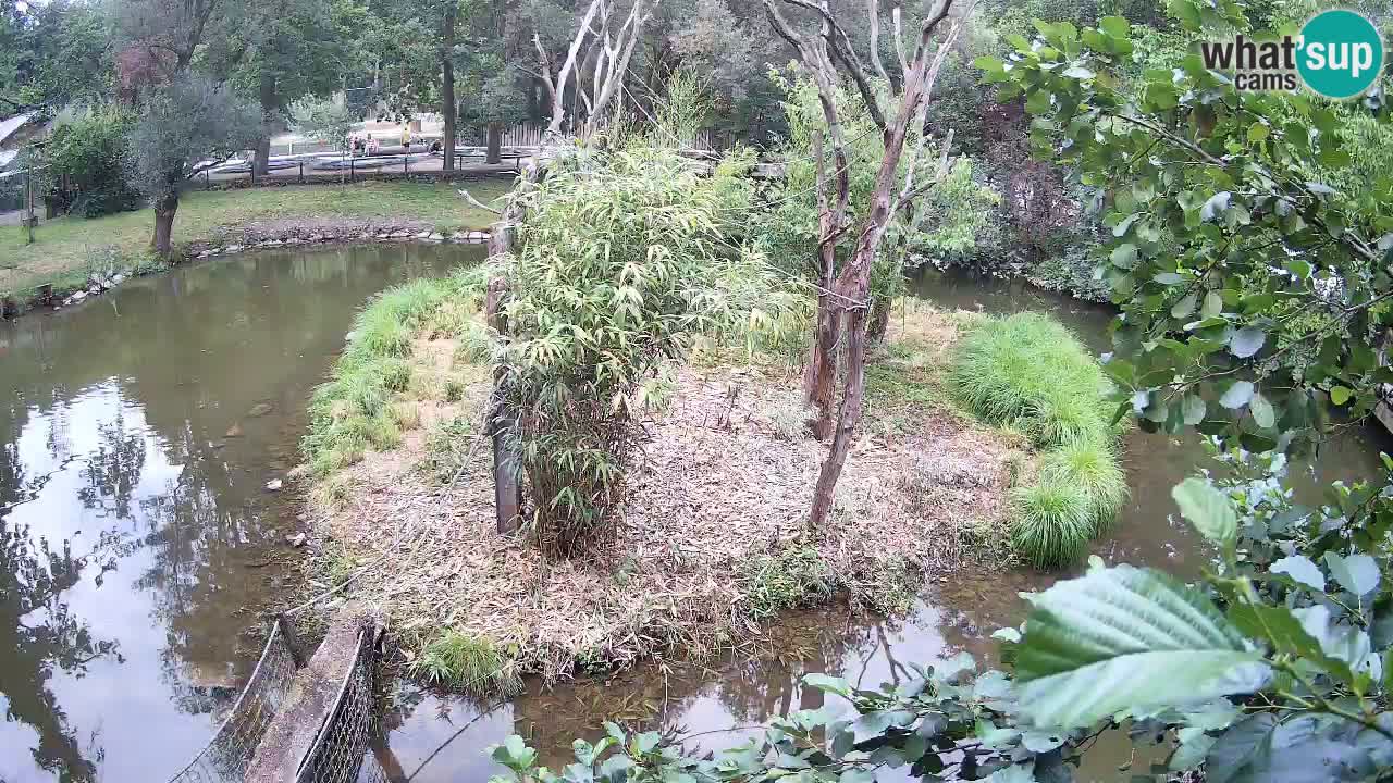Gibbon à joues jaunes Zoo Ljubljana live cam