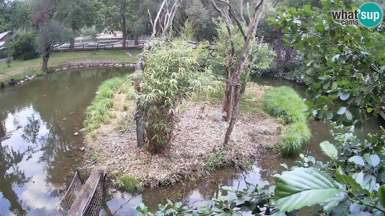 Gibbon à joues jaunes Zoo Ljubljana live cam