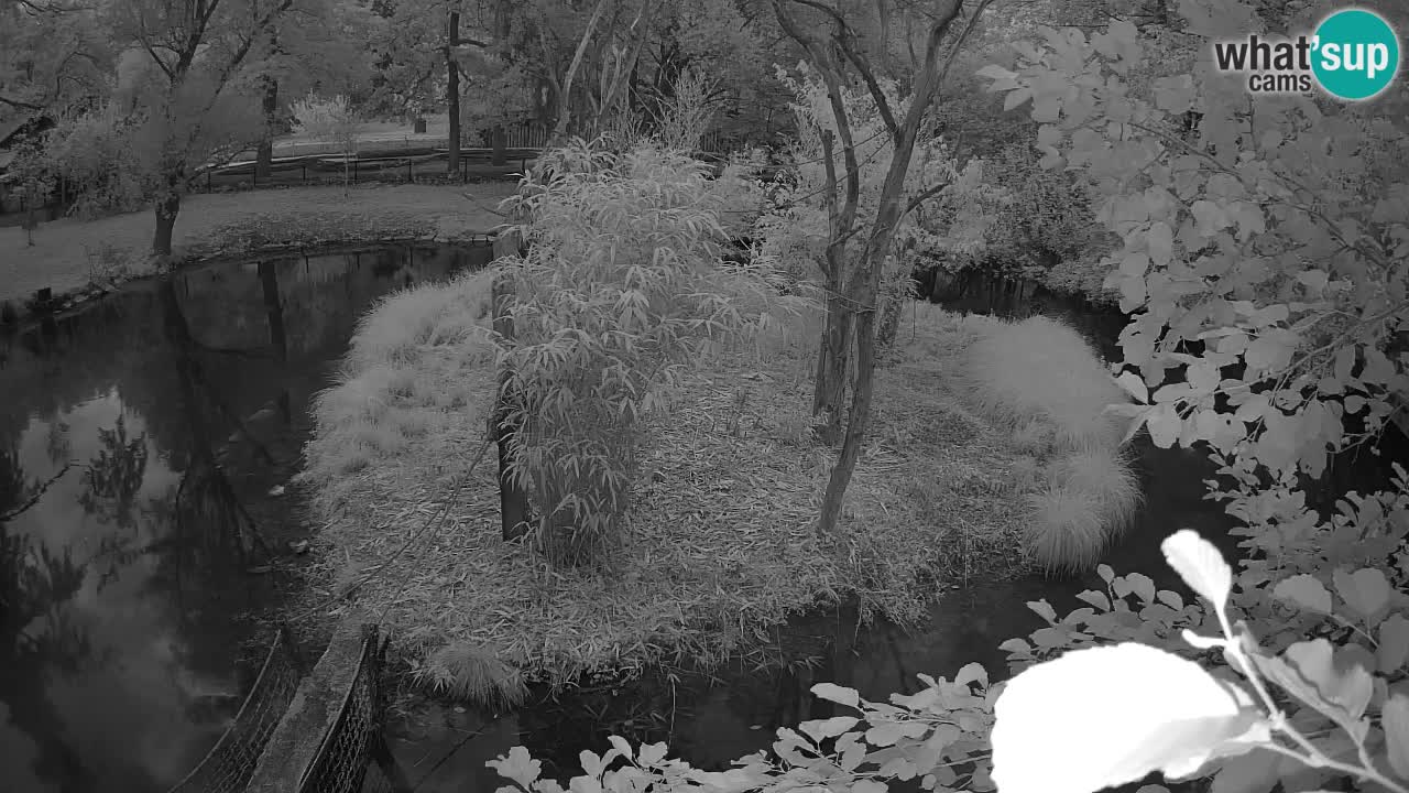 Yellow-cheeked gibbon Zoo Ljubljana livecam