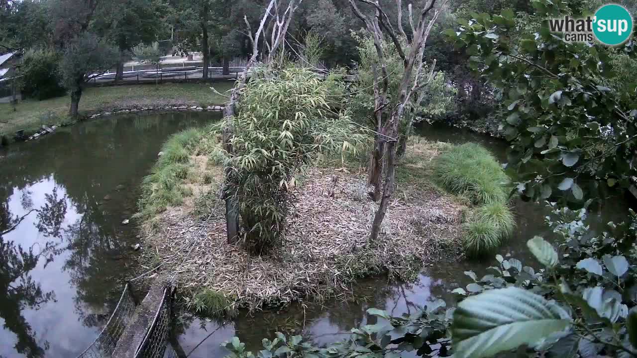 Gibbon à joues jaunes Zoo Ljubljana live cam