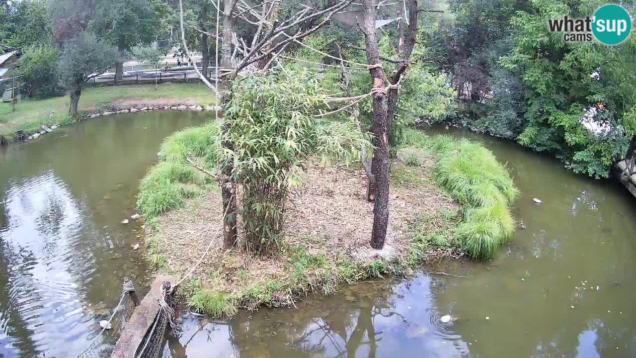 Gibbon à joues jaunes Zoo Ljubljana live cam