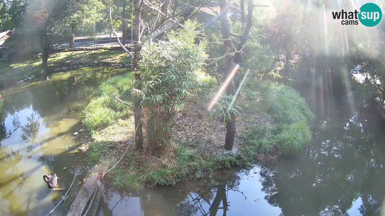 Gibbon à joues jaunes Zoo Ljubljana live cam