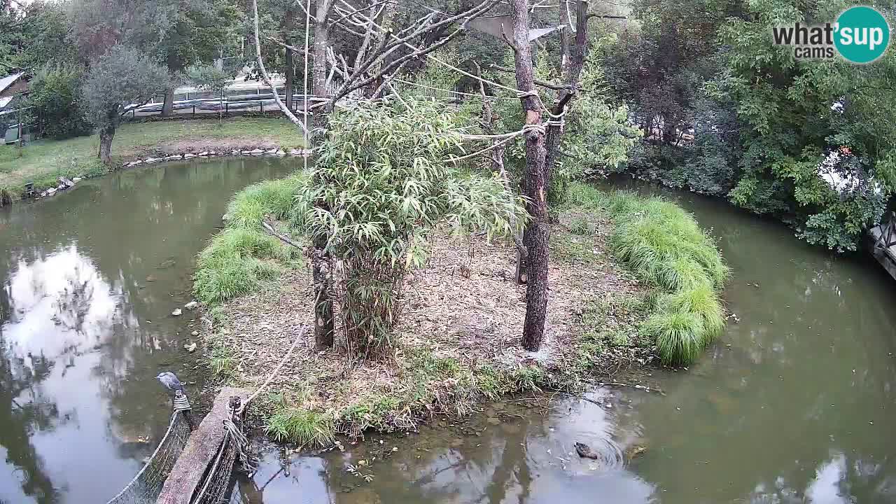 Yellow-cheeked gibbon Zoo Ljubljana livecam