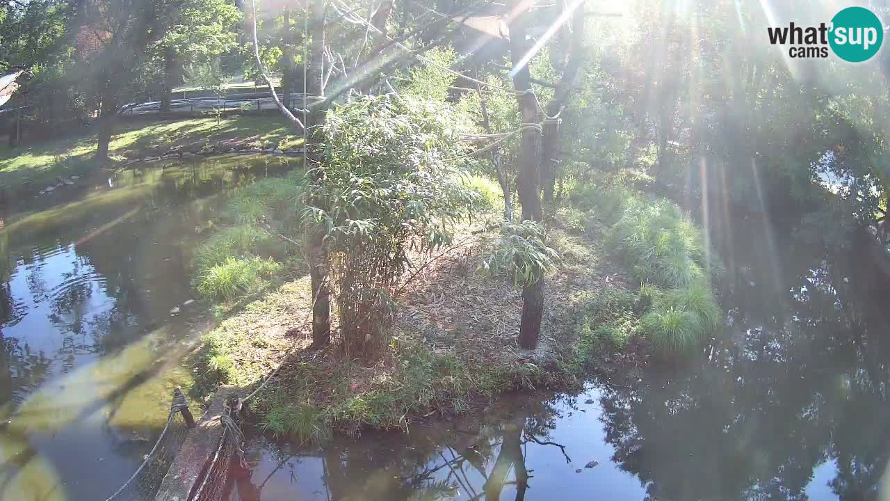 Yellow-cheeked gibbon Zoo Ljubljana livecam