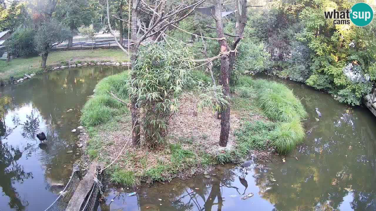 Yellow-cheeked gibbon Zoo Ljubljana livecam