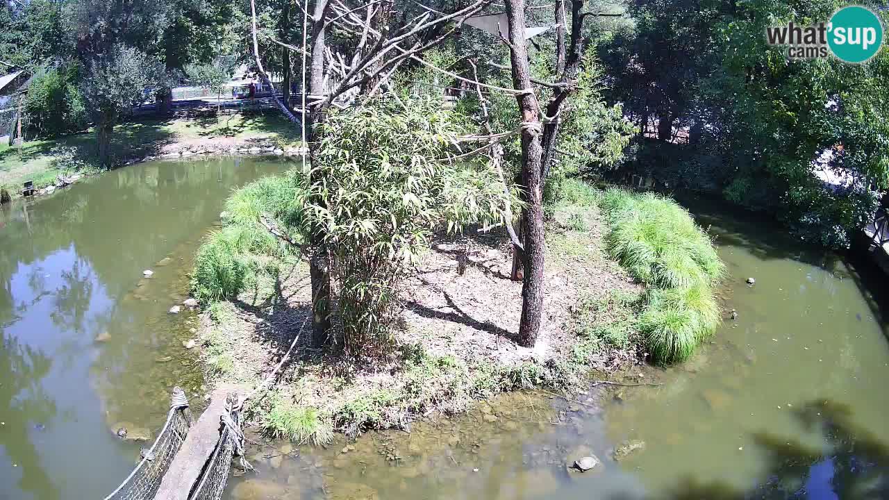 Gibon – Nomascus gabriellae – Zoo Ljubljana web kamera