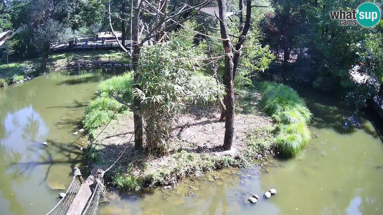 Gibbon à joues jaunes Zoo Ljubljana live cam