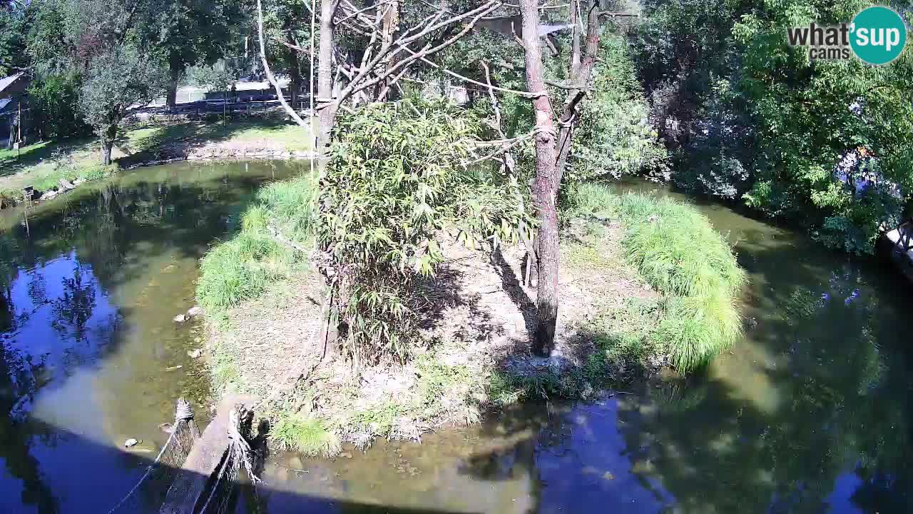 Zlatolični gibon živalski vrt Ljubljana