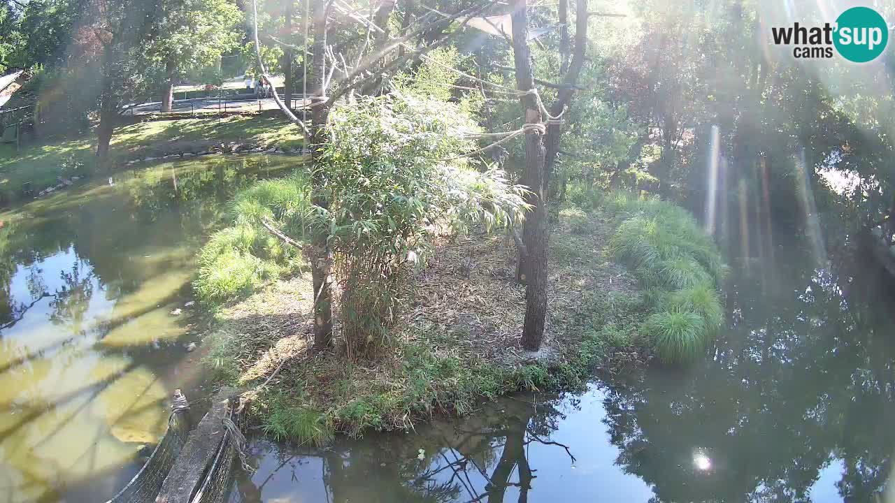 Südlicher Gelbwangen-Schopfgibbon Zoo Ljubljana webcam