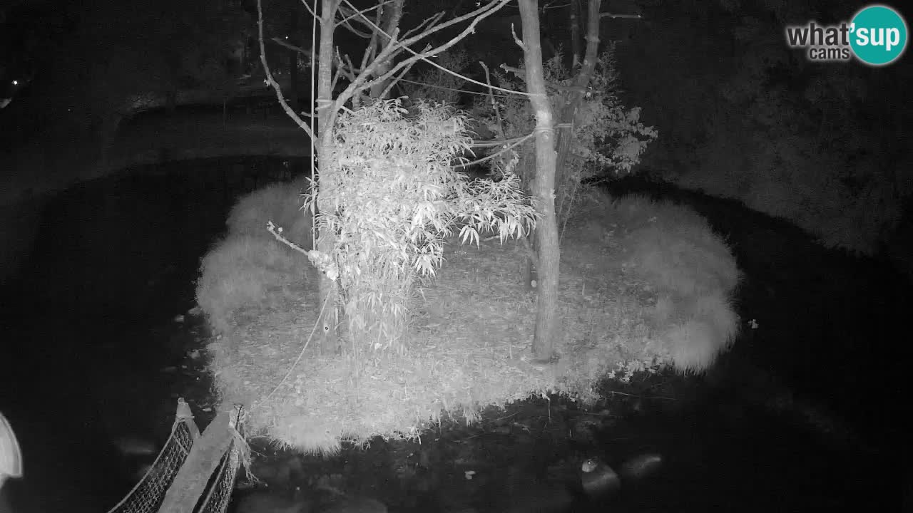 Yellow-cheeked gibbon Zoo Ljubljana livecam