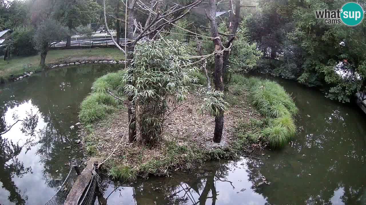 Gibon – Nomascus gabriellae – Zoo Ljubljana web kamera