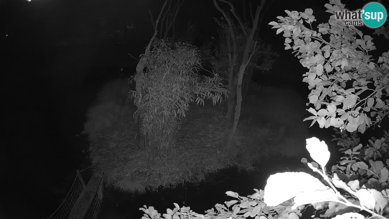 Gibon – Nomascus gabriellae – Zoo Ljubljana web kamera