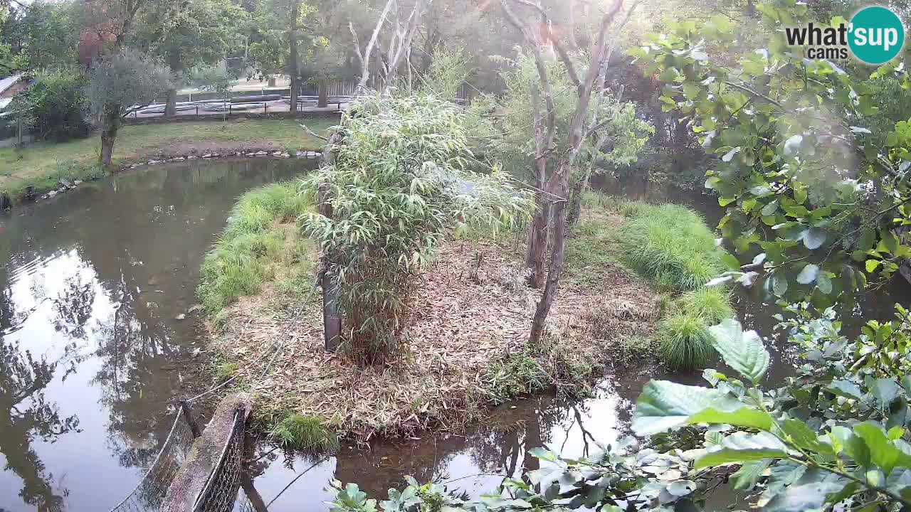 Gibon – Nomascus gabriellae – Zoo Ljubljana web kamera