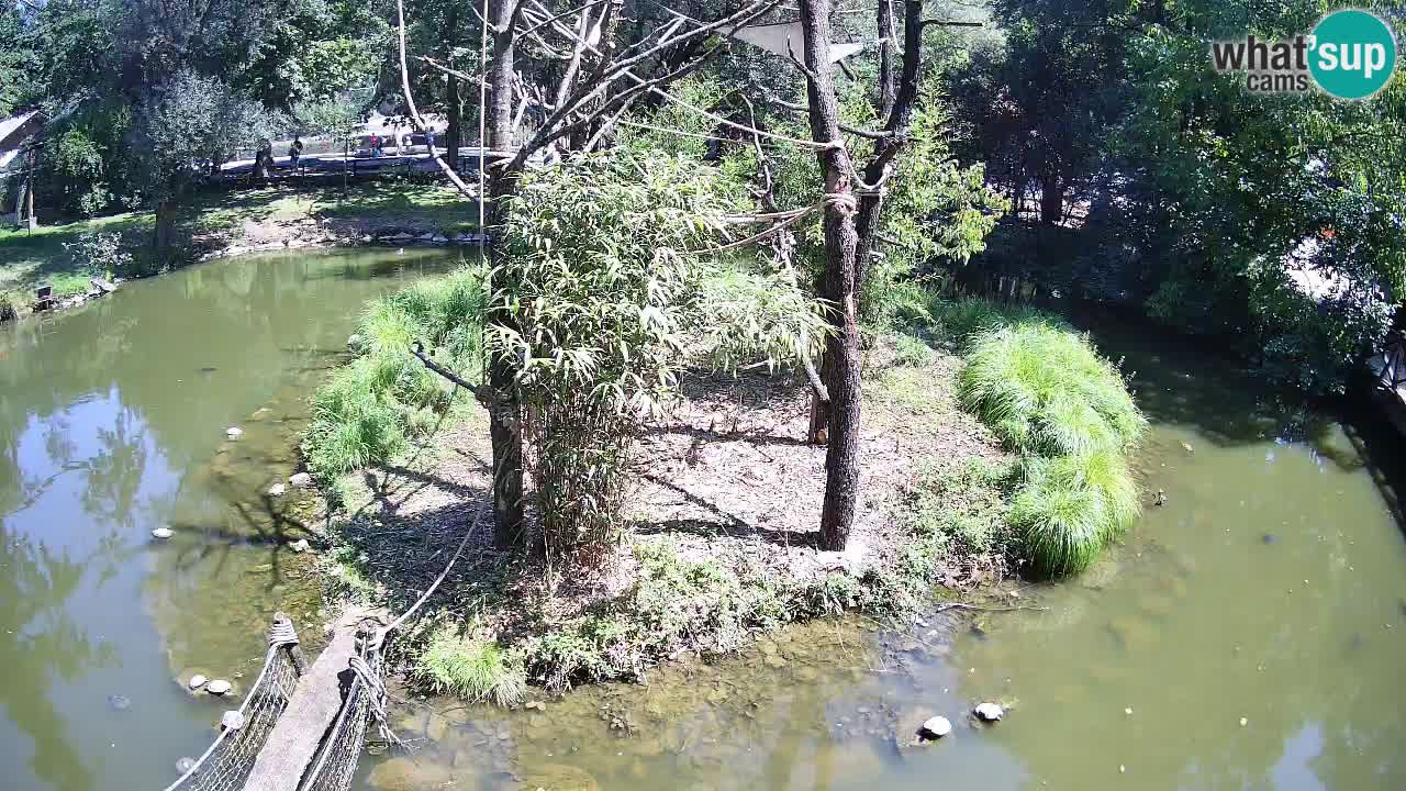 Südlicher Gelbwangen-Schopfgibbon Zoo Ljubljana webcam